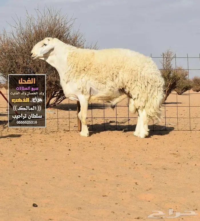 طليان حري حرش صنف الصنف 1