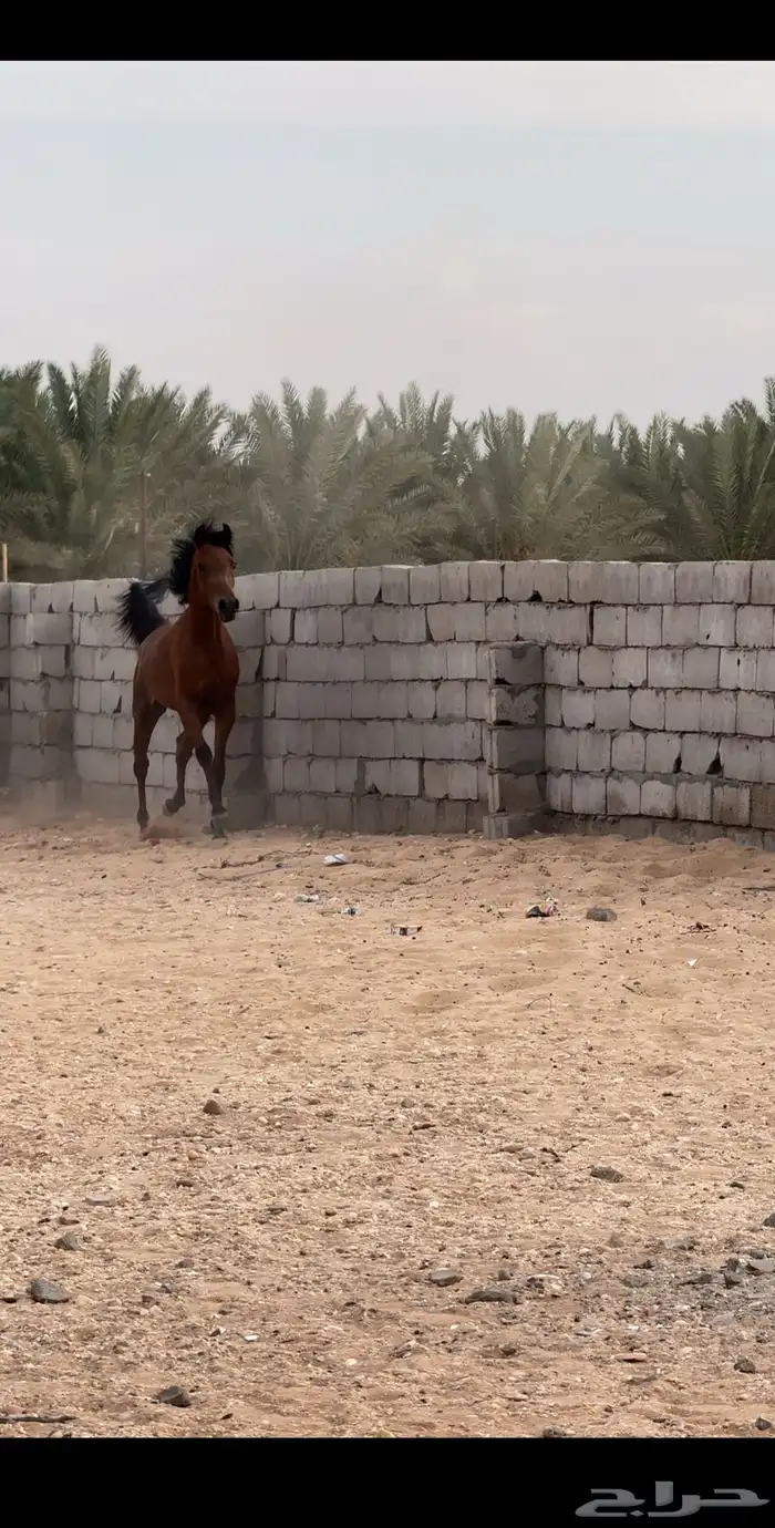 مهر واهو 5