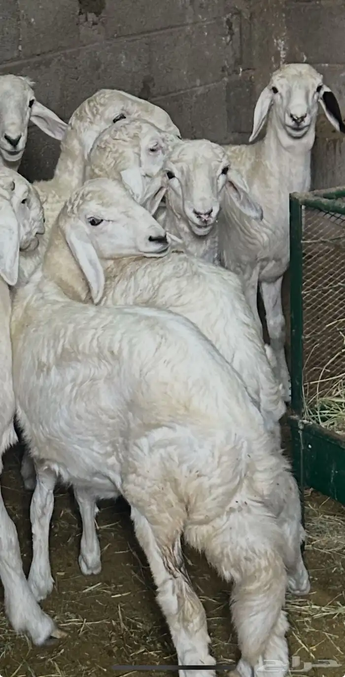 خرفان ورحال 0