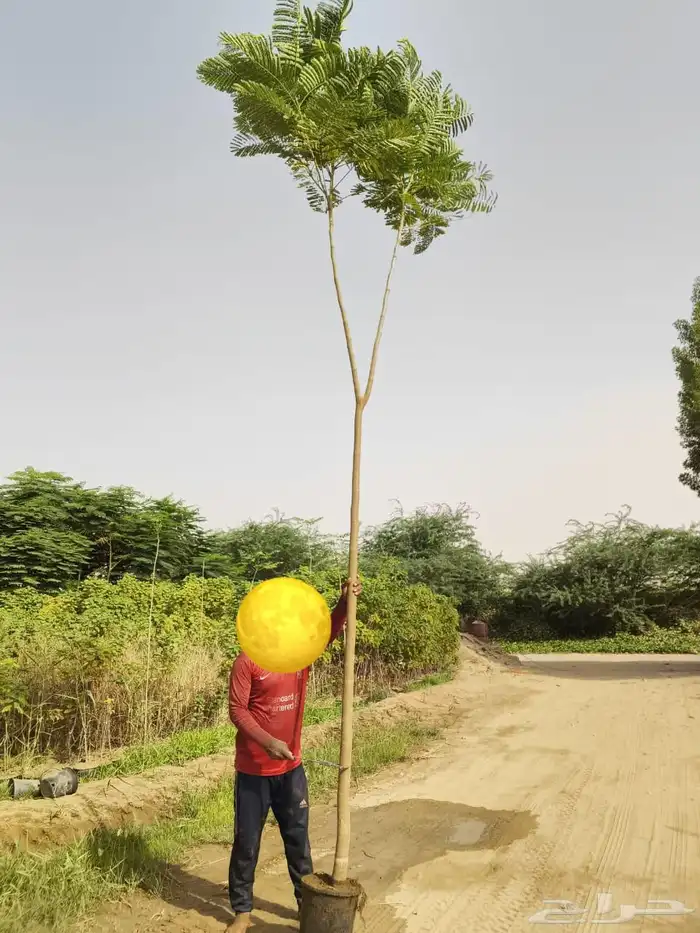 مشاتل مشتل للبيع الاشجار بالجملة جدة 5