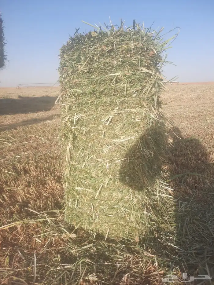 دخن ورق ناعم شد طيب من 80الي 85 1