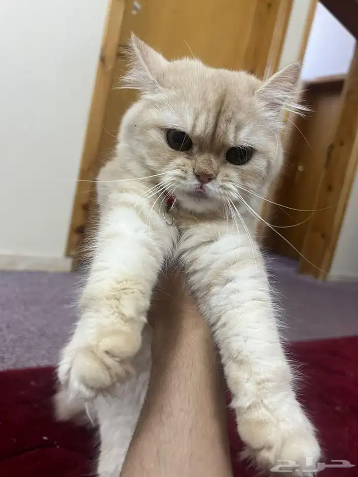 قطه بسعر رمزي 1