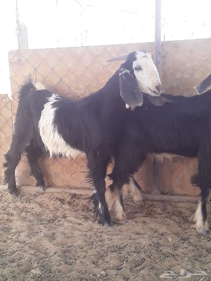 تيوس ونعيمي للبيع 9