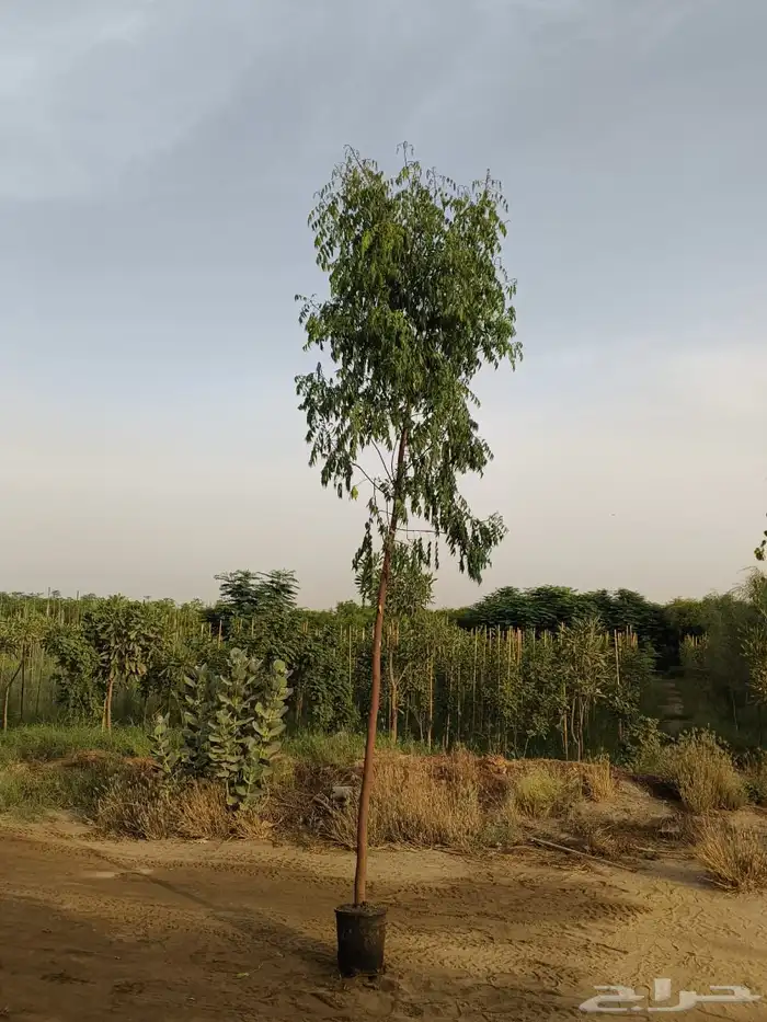مشاتل مشتل للبيع الاشجار بالجملة جدة 6