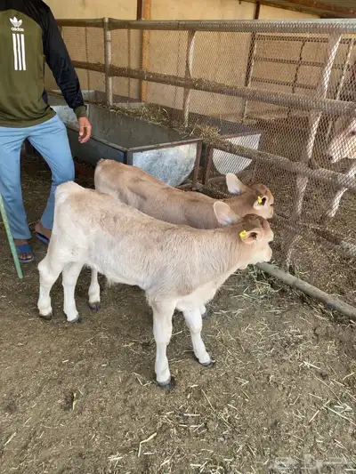 عجلين دواغير سويسرية للبيع 0