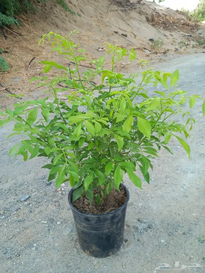 مشاتل مشتل للبيع الاشجار بالجملة جدة 2