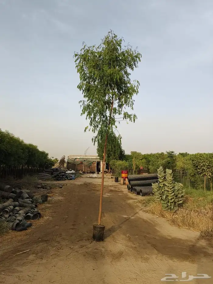 مشاتل مشتل للبيع الاشجار بالجملة جدة 7