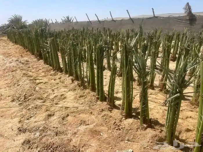 معلم لجميع انواع النخيل والشجر 2