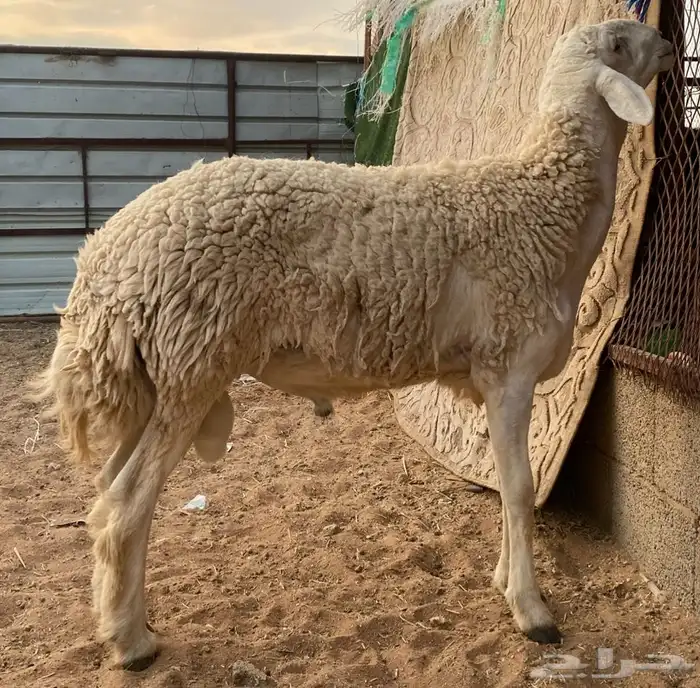 فحل حري مشروط 3