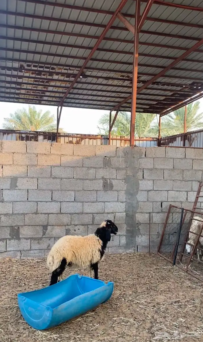 خروف نعيم داغور 1