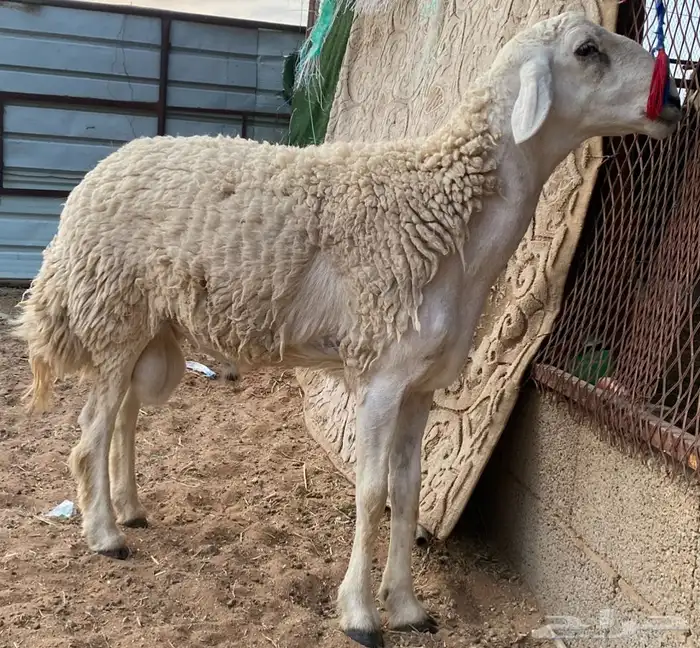 فحل حري مشروط 0