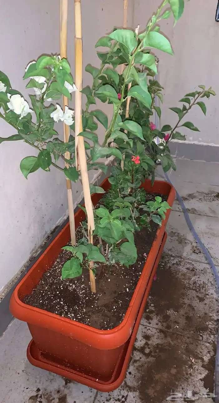ثيل طبيعي او نجيله مضمونه مشروطه درجه اولى 33