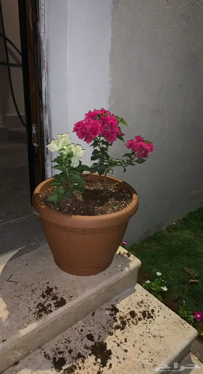ثيل طبيعي او نجيله مضمونه مشروطه درجه اولى 37