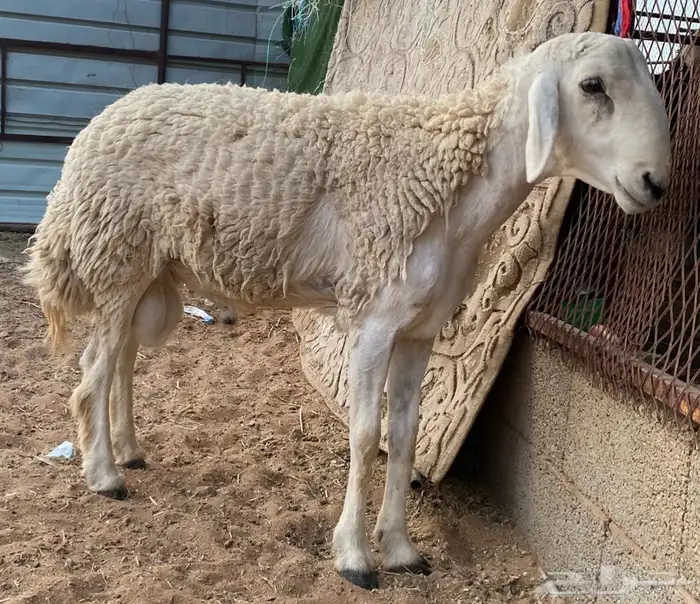 فحل حري مشروط 1