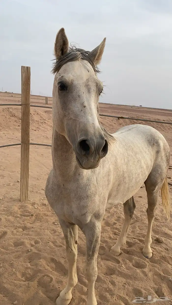 حصان 0