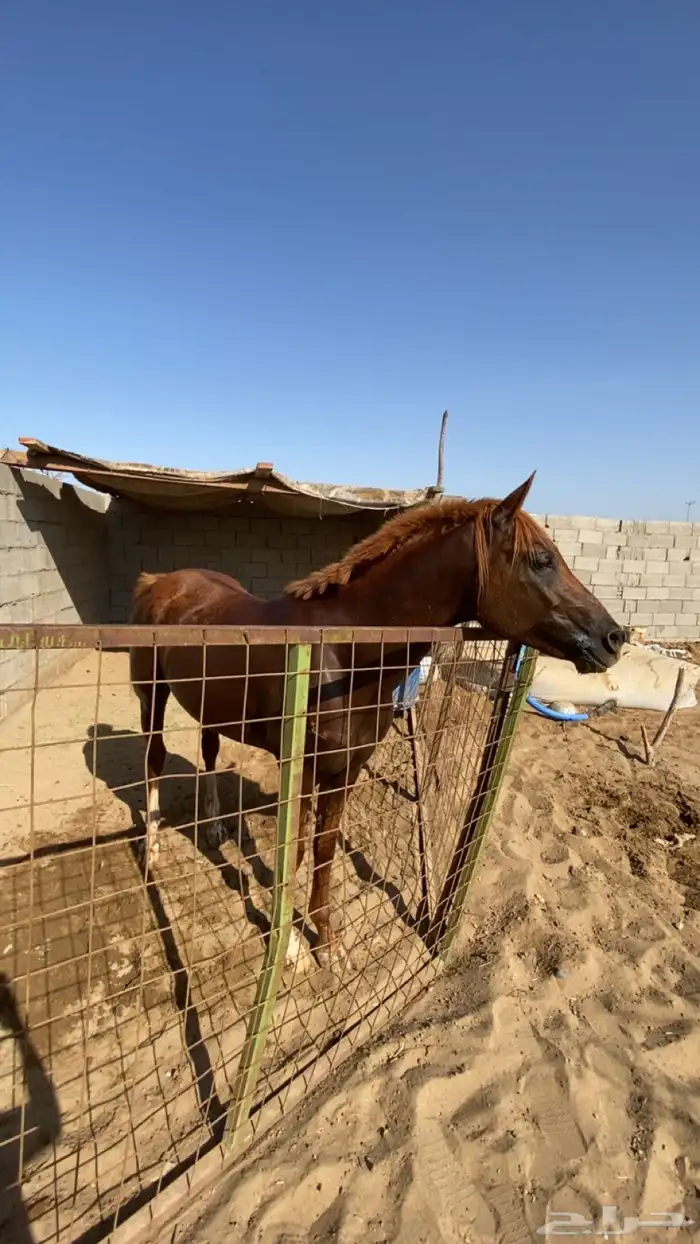خيل شعبي جزيري 8