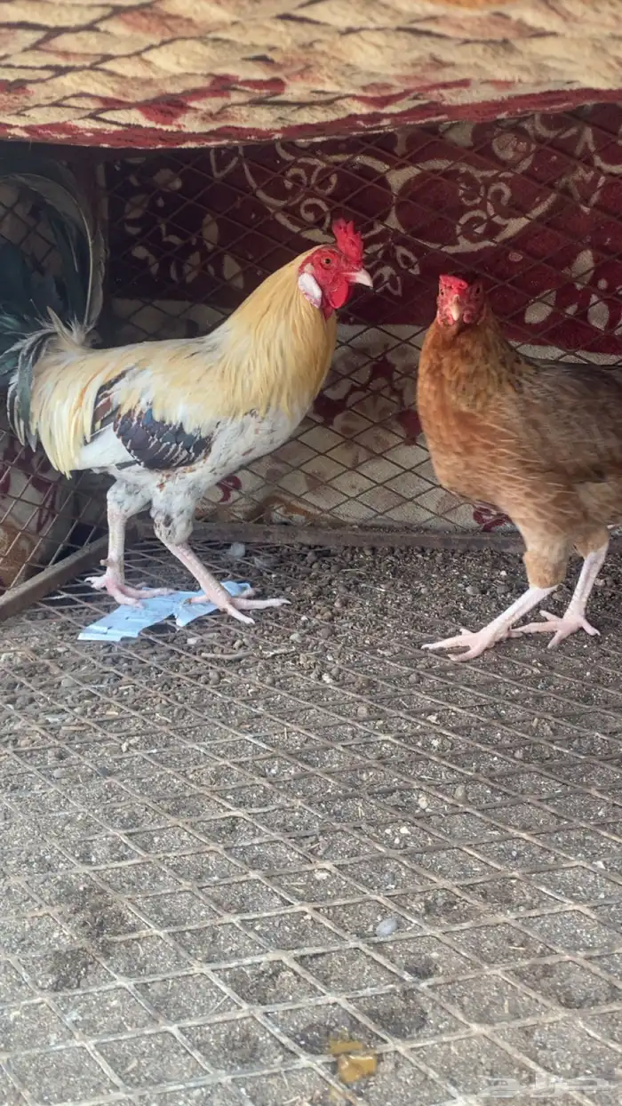 دجاج بلدي 1