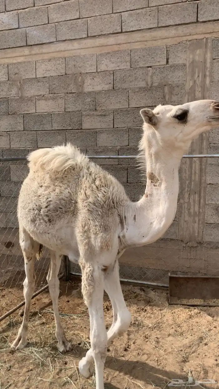 قعود وبكره 0
