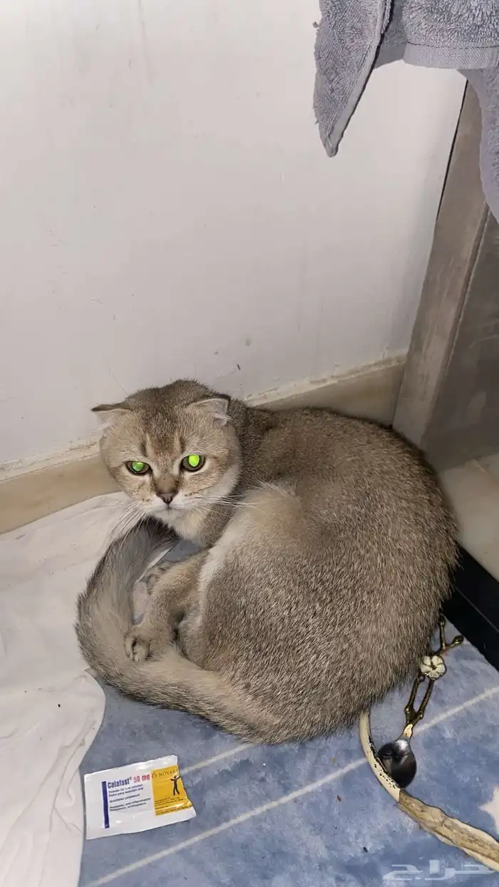 قطط 1