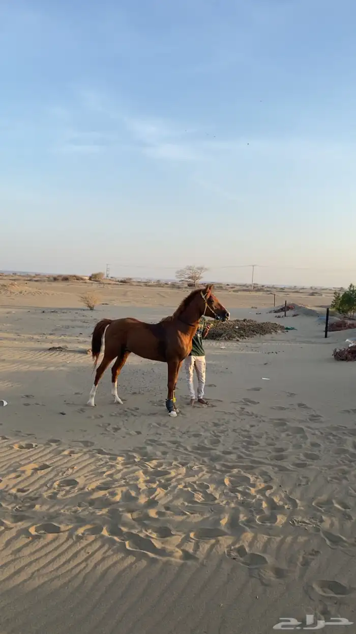 خيل شعبي جزيري 16
