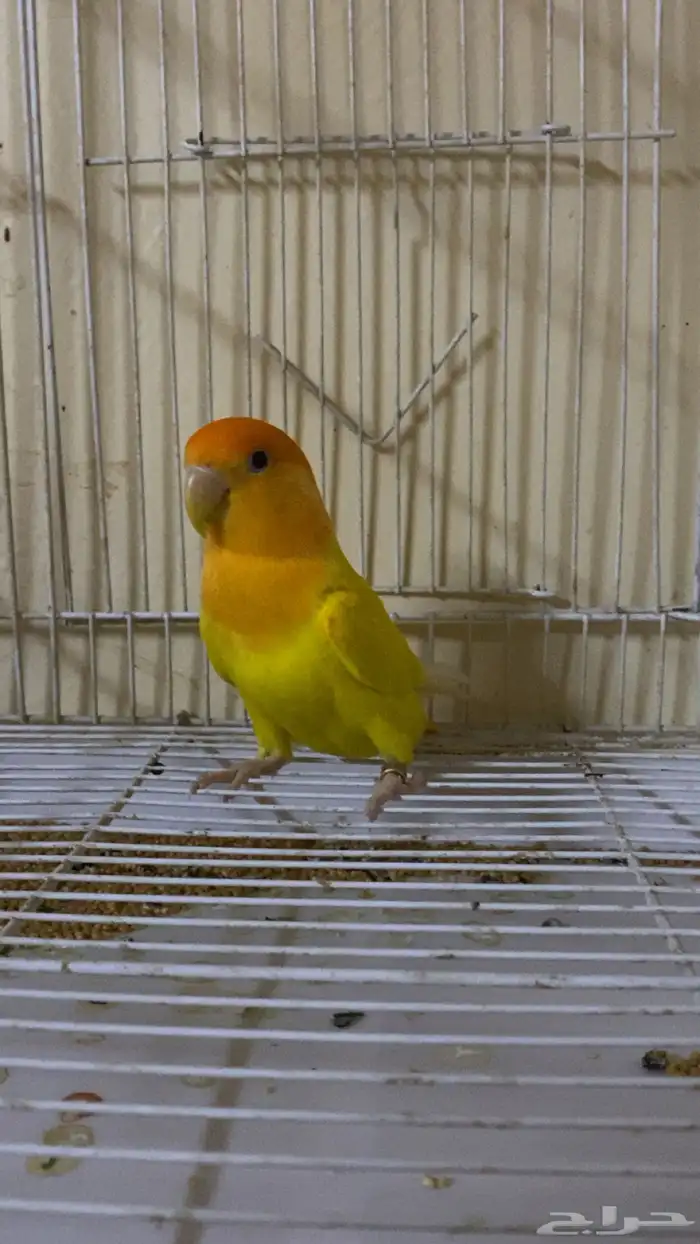 روز 1
