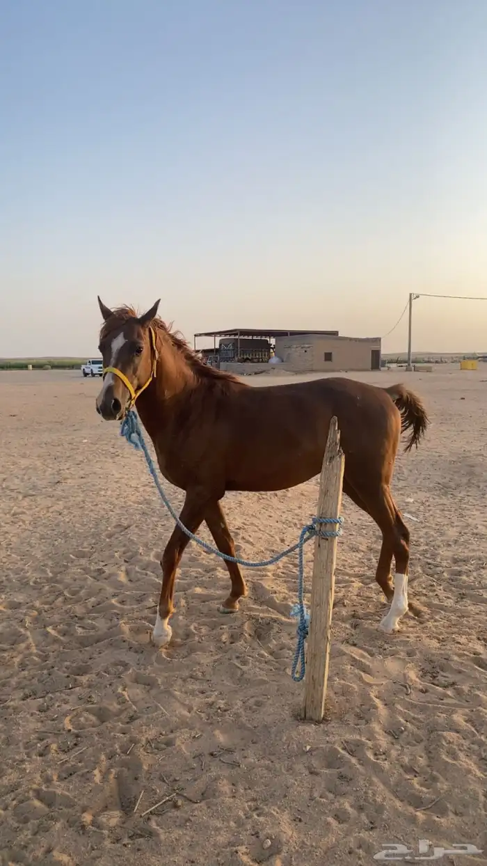 حصان شعبي 7