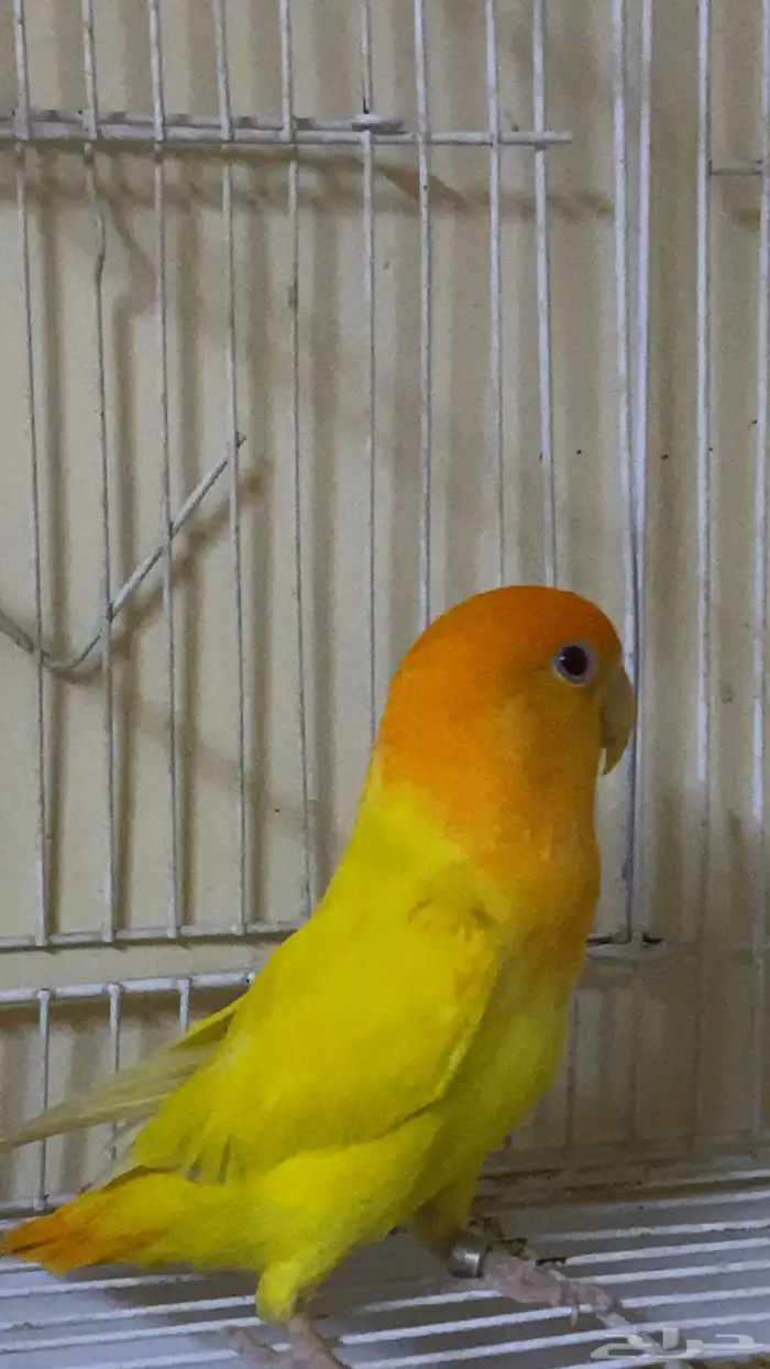 روز 3