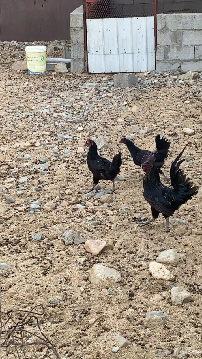 دجاج بلدي بياض 3