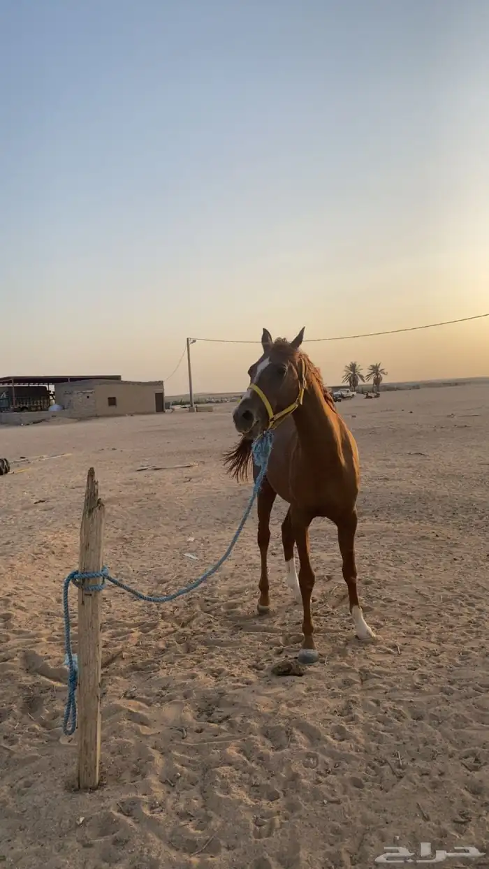 حصان شعبي 8