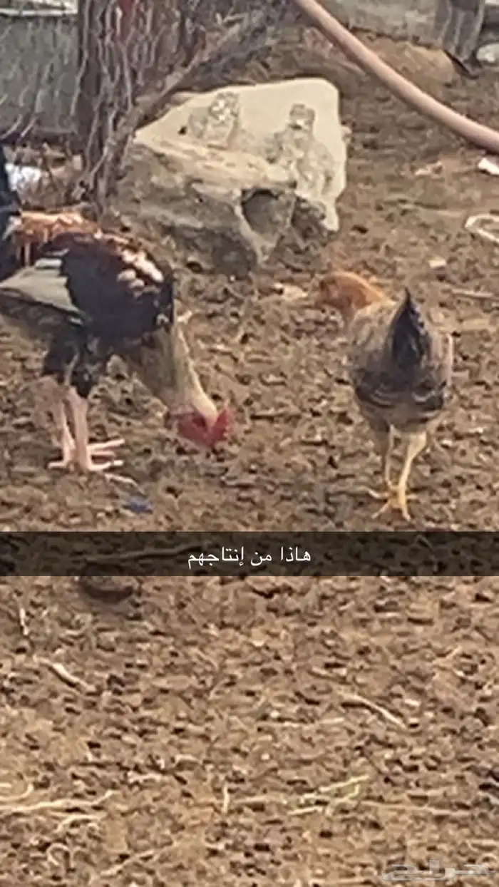 دجاج بلدي 2