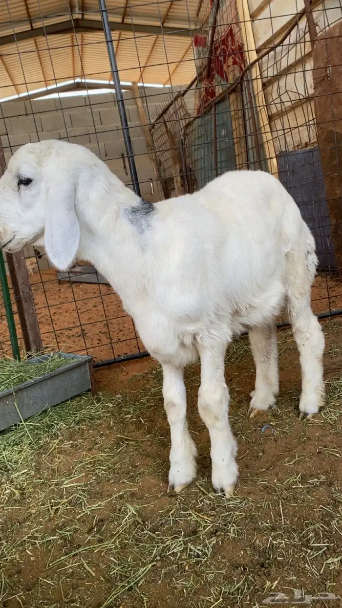 طلي حري عمره اربع شهور ونص ضهره وسط طرفه طيب 1