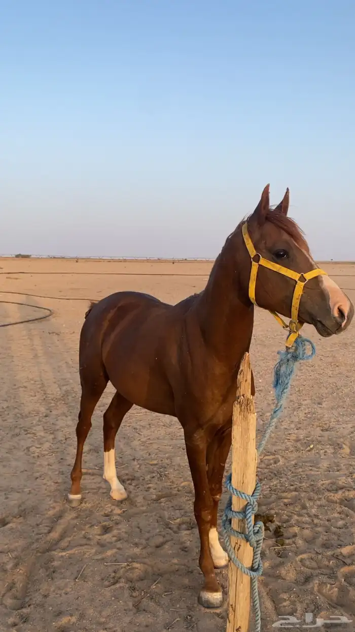 حصان شعبي 1