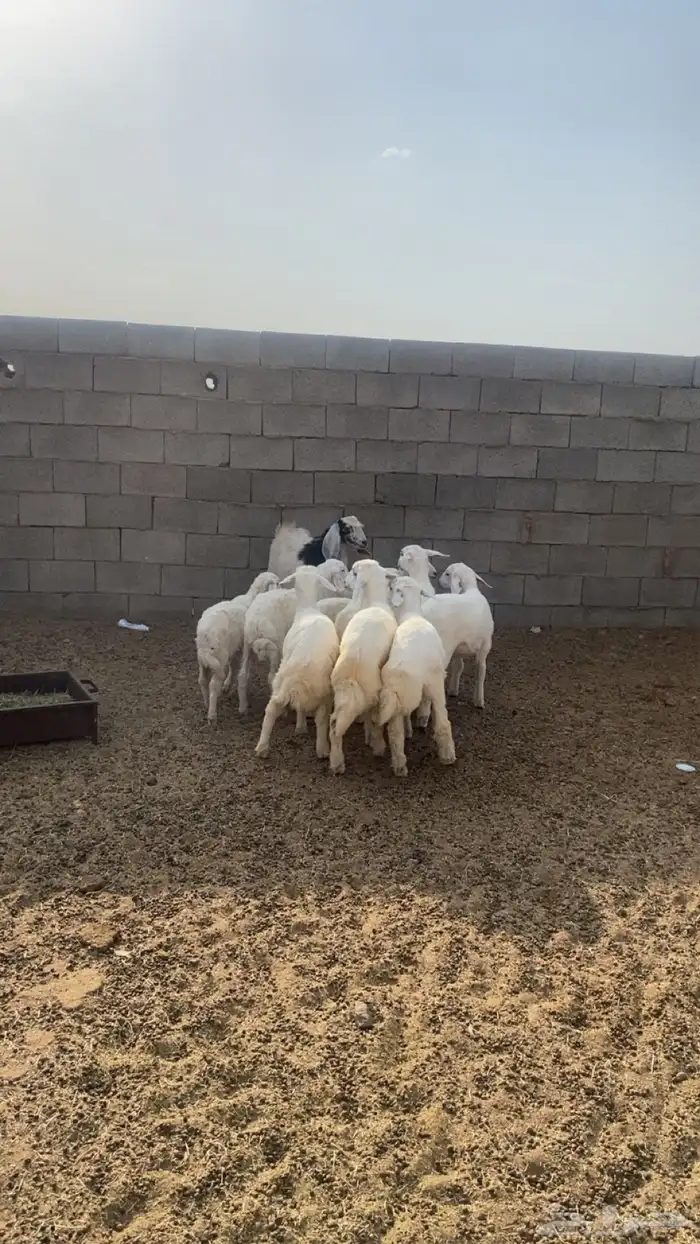 يوجد طليان للبيع العدد9 5 كبرا عمرهنا 4 شهور و4عمرهنا 4