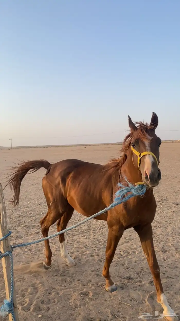 حصان شعبي 6