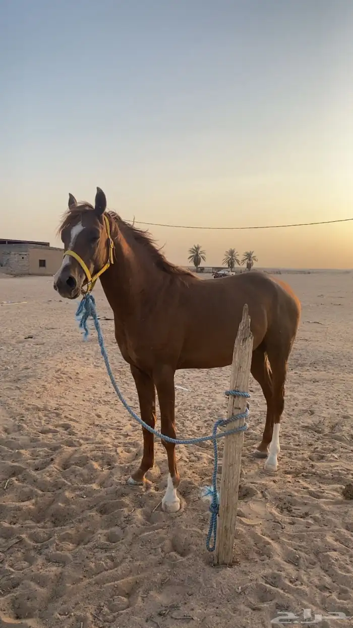 حصان شعبي 3