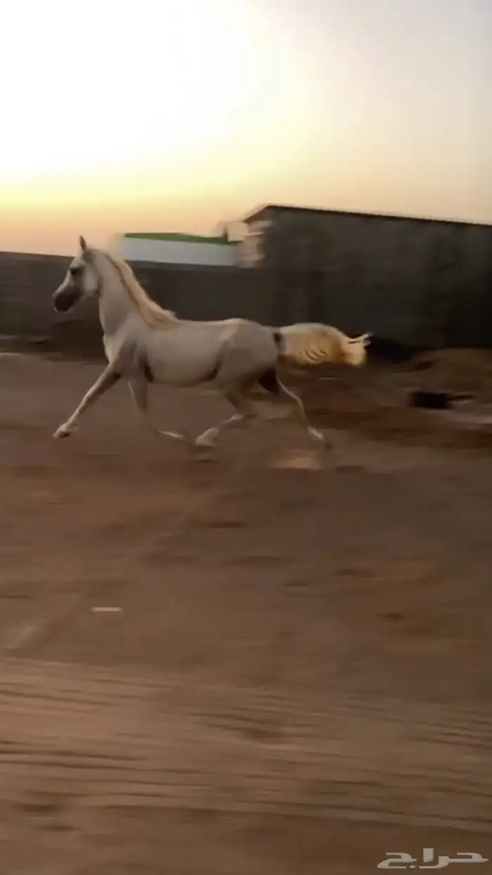حصان واهو والبيع شعبي 1