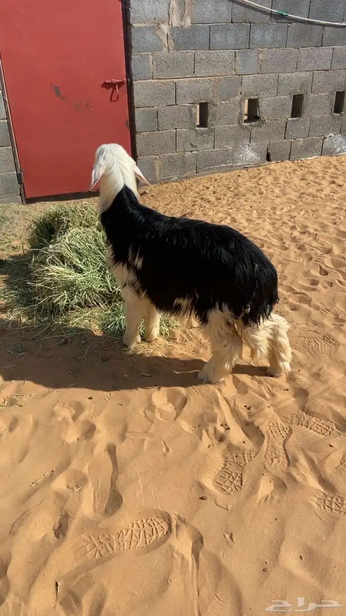 تيس ورخله للبيع الي يبغا مقطع يجي خاص 2