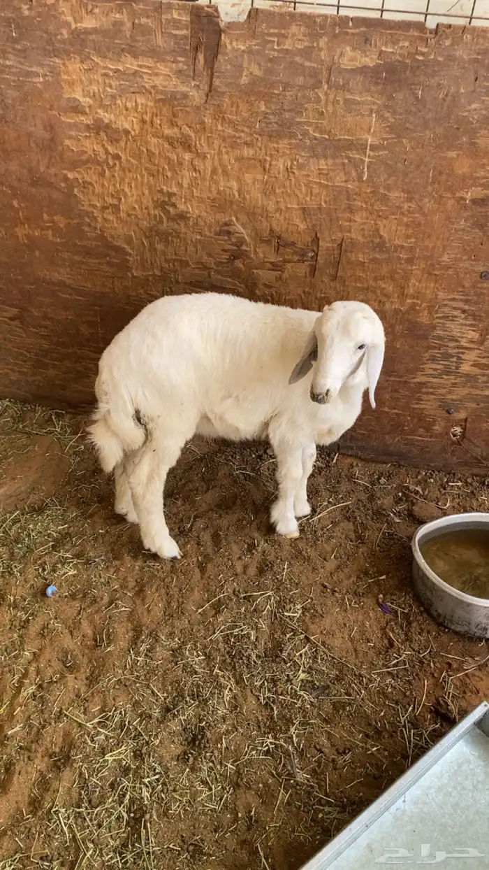 طلي حري عمره اربع شهور ونص ضهره وسط طرفه طيب 2