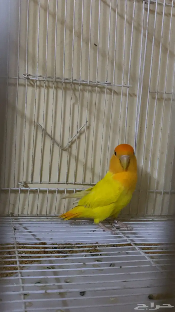 روز 2