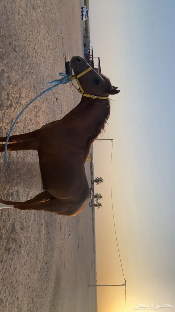 حصان شعبي 4
