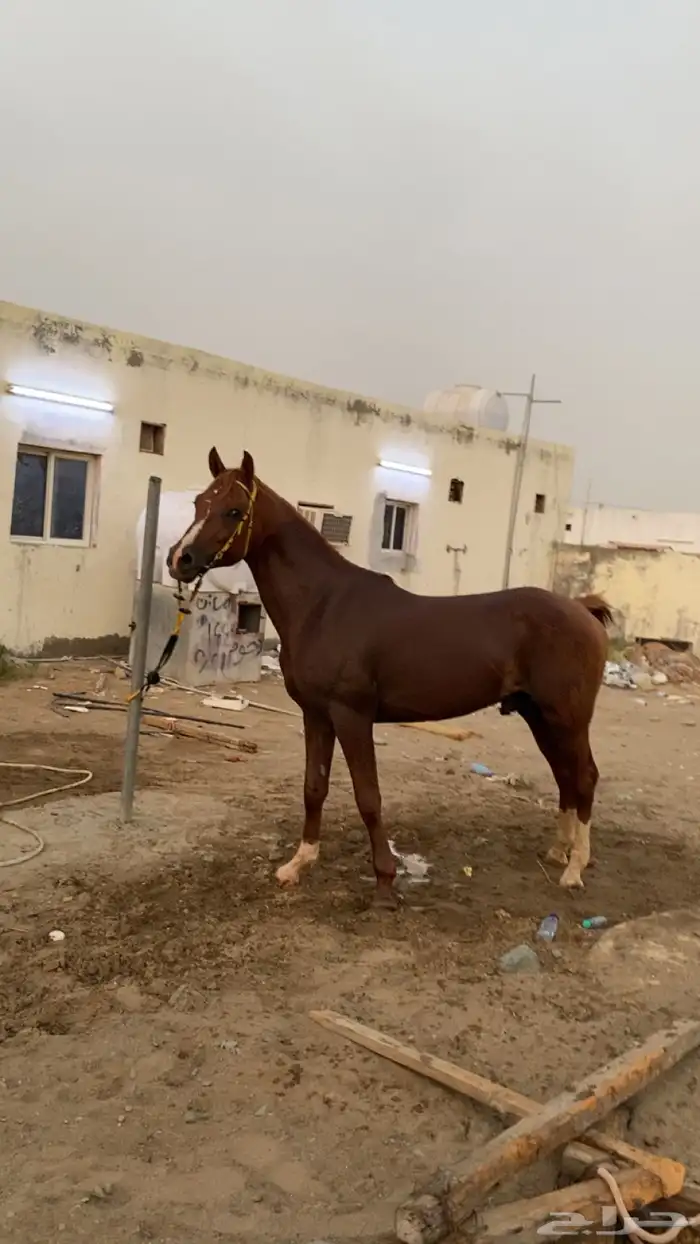خيل شعبي جزيري 3