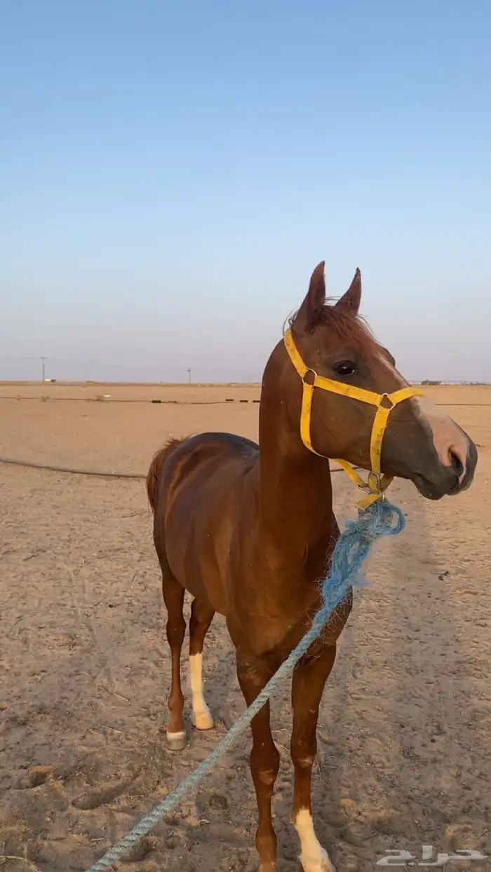 حصان شعبي 5