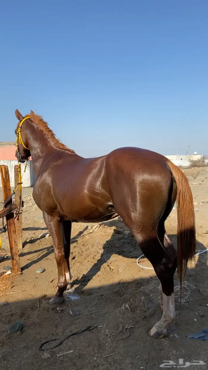 خيل شعبي جزيري 6