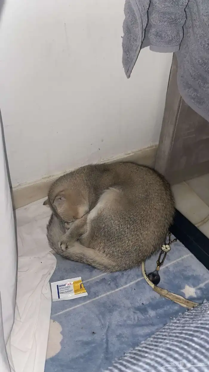 قطط 0