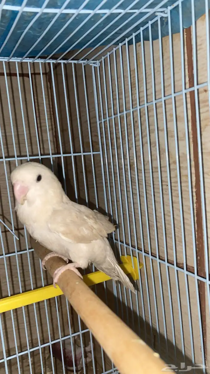 عصفور روز للبيع 1