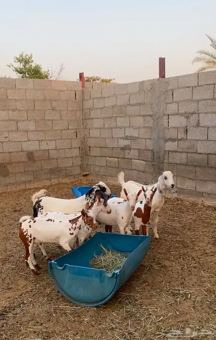 تيوس ذبايح 0