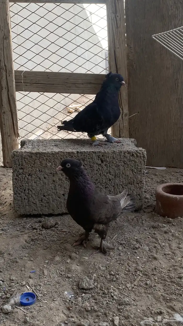 زوج تركي 3