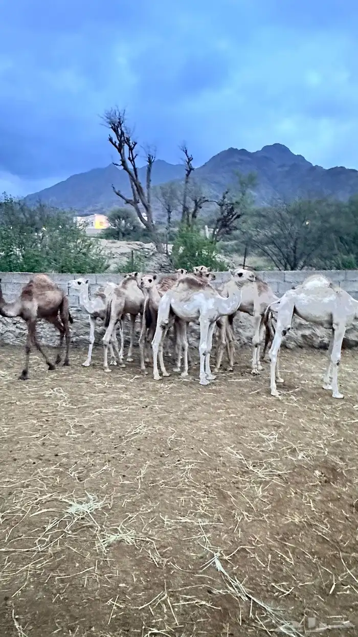 6 قعدان و4 بكار 1