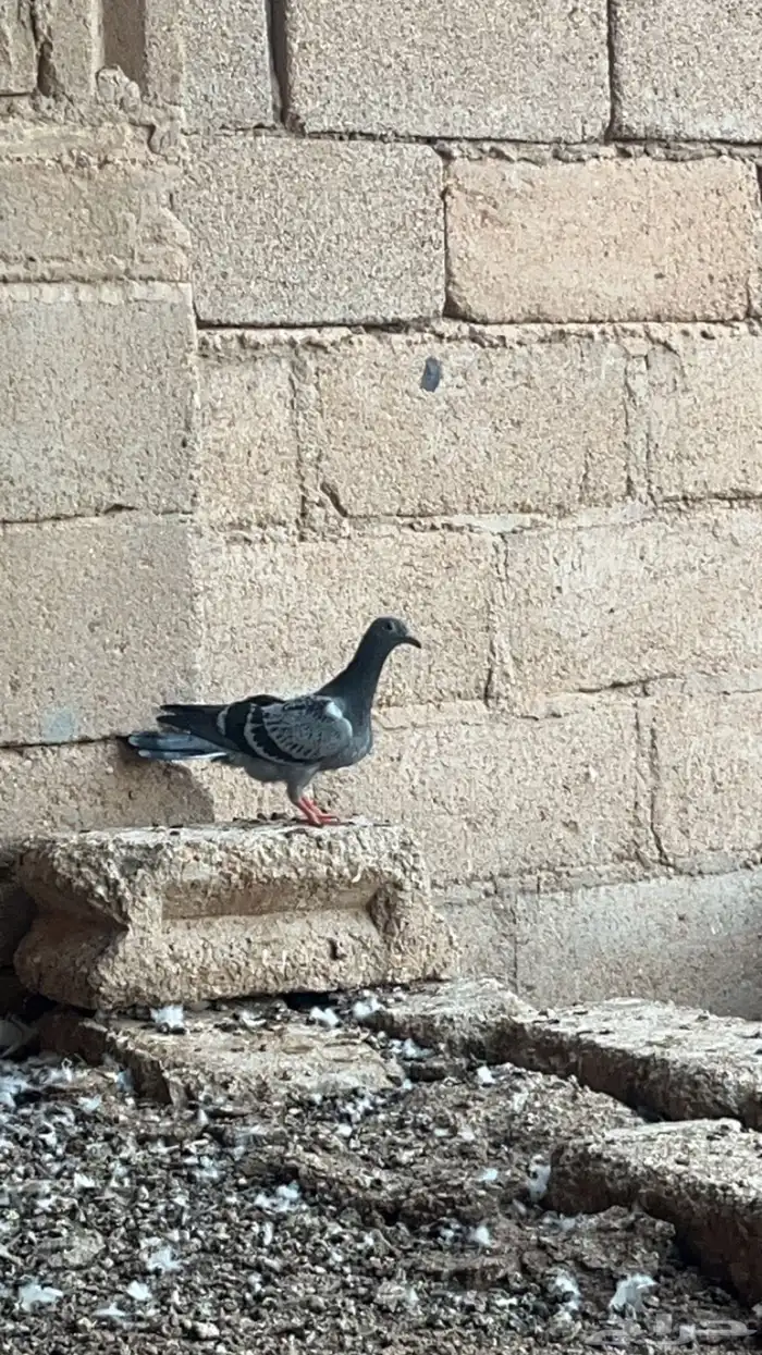 حمام فرنسي وزاجل 6