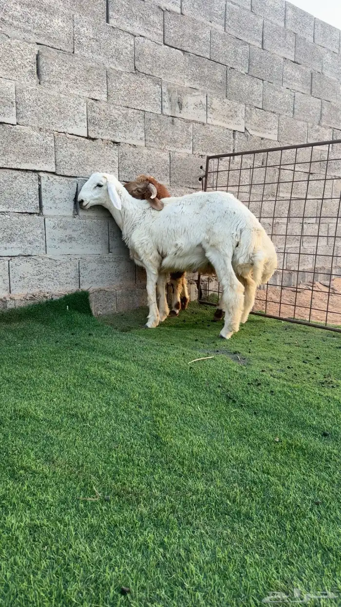 خرفان ذبايح طيبه 1